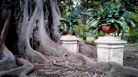  Il Giardino Botanico di Queens: Un Oasi Incantata nel Cuore del Nigeriano!